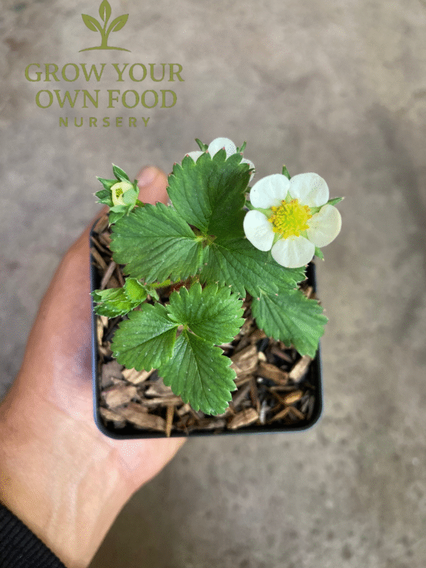 Seascape Ever Bearing Strawberry Live Starter Plant