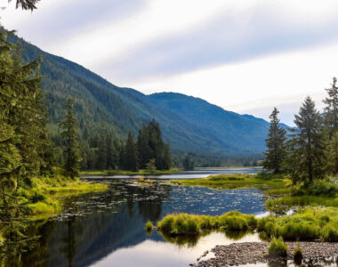 national forest logging rule