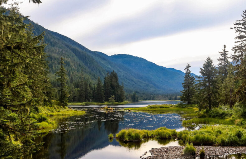 national forest logging rule