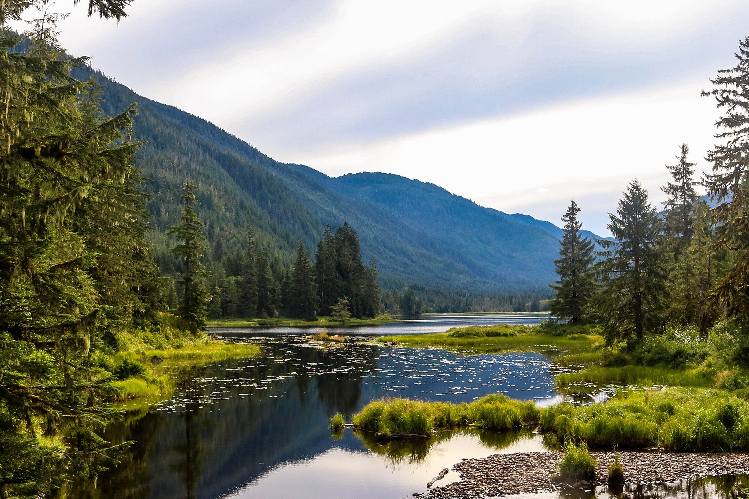 national forest logging rule