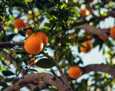 California agriculture crisis