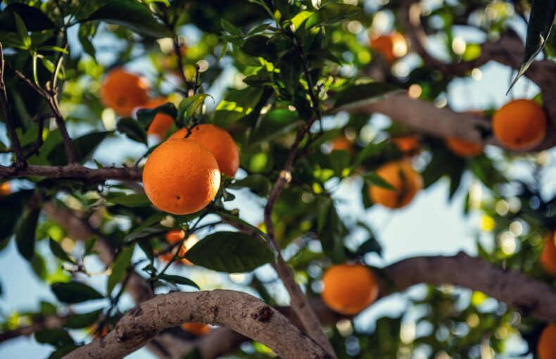 California agriculture crisis