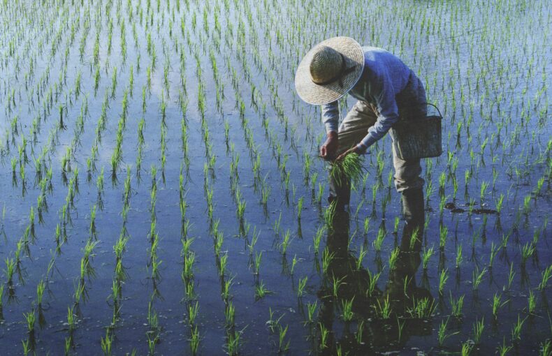 rice climate resilience