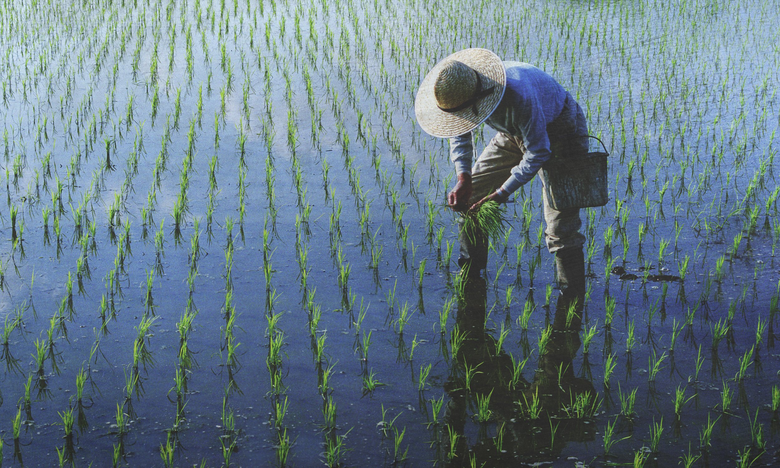 rice climate resilience