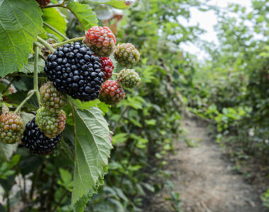specialty crop automation
