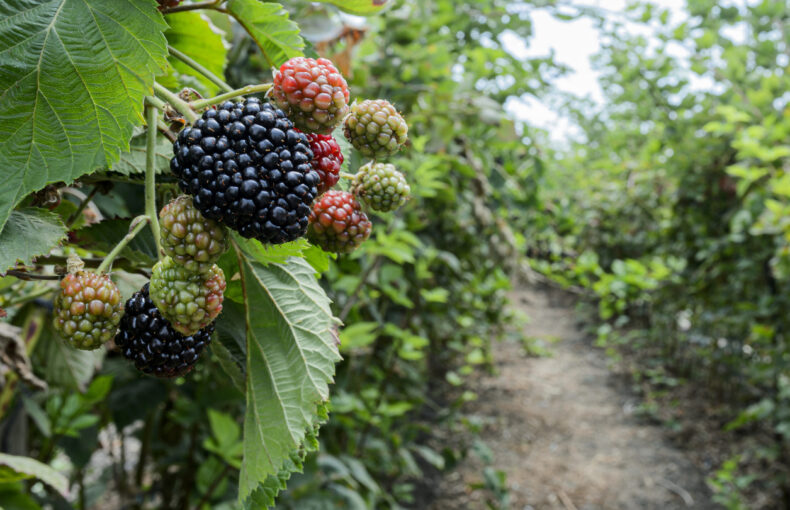 specialty crop automation