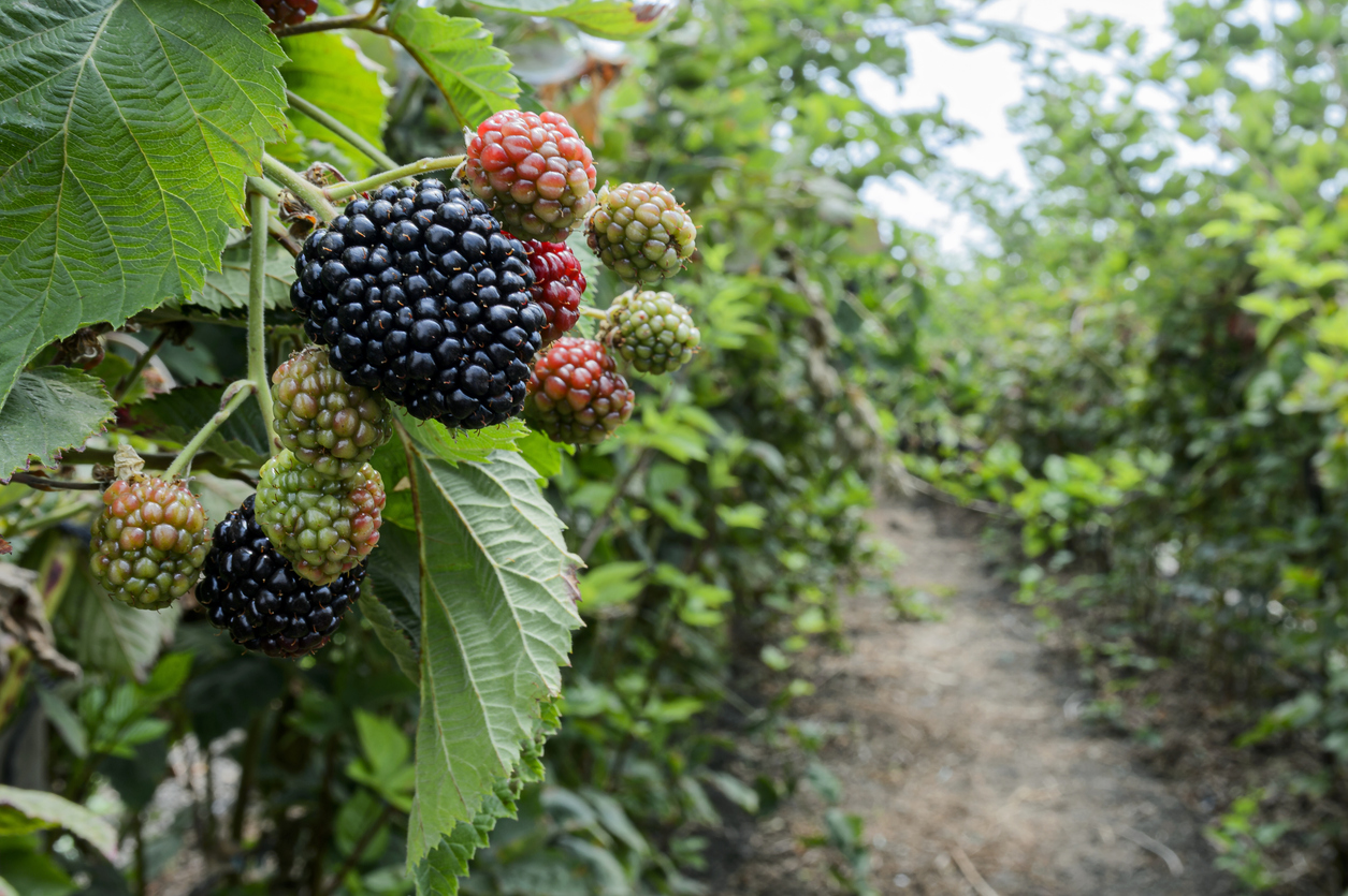 specialty crop automation