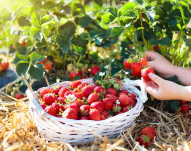 summer farm activities
