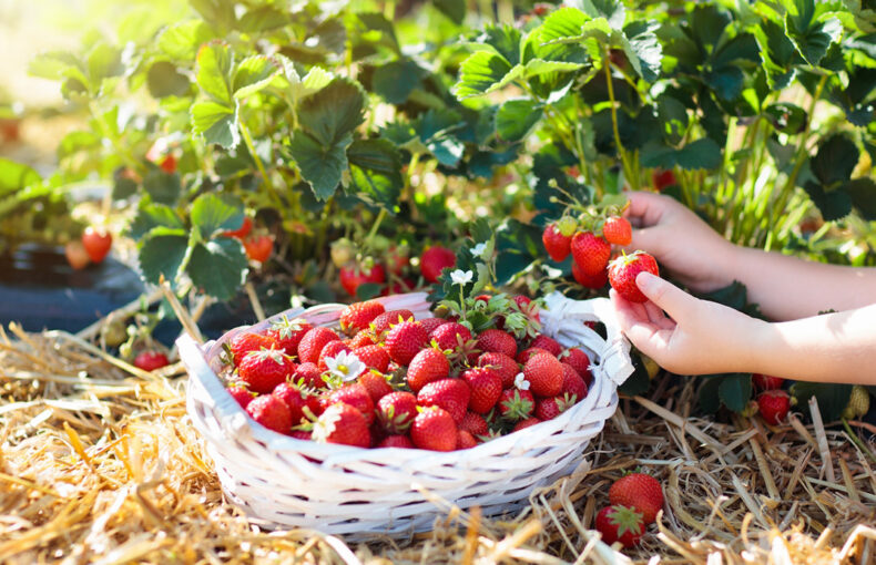 summer farm activities