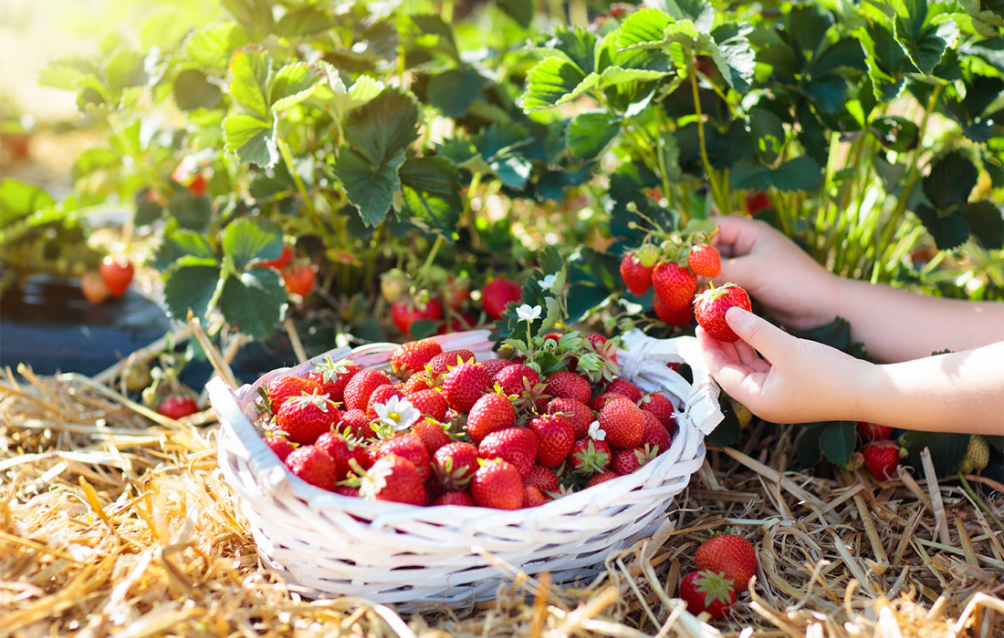 summer farm activities