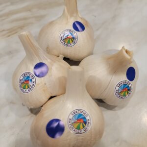 Elephant Garlic Small CNG