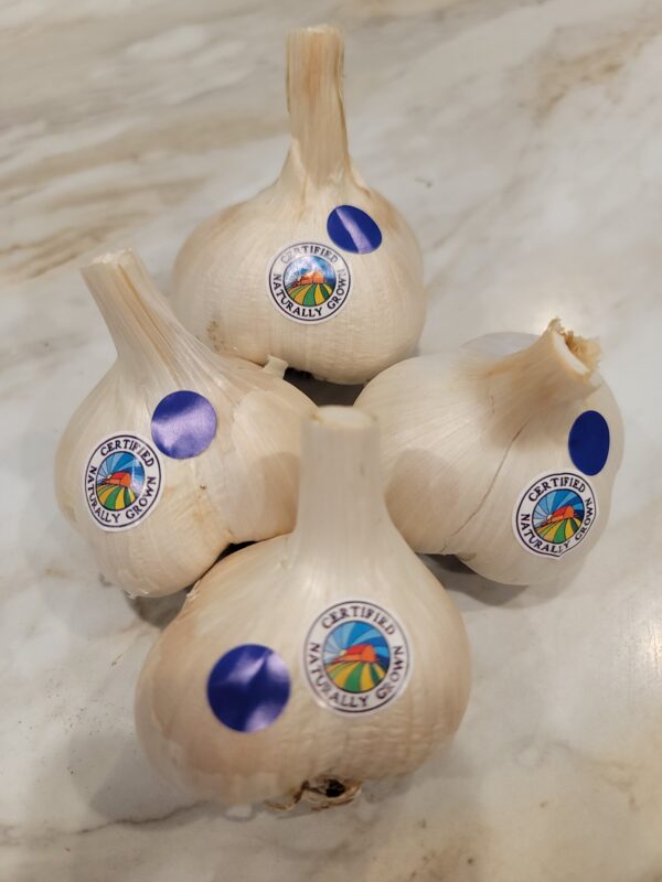Elephant Garlic Small CNG