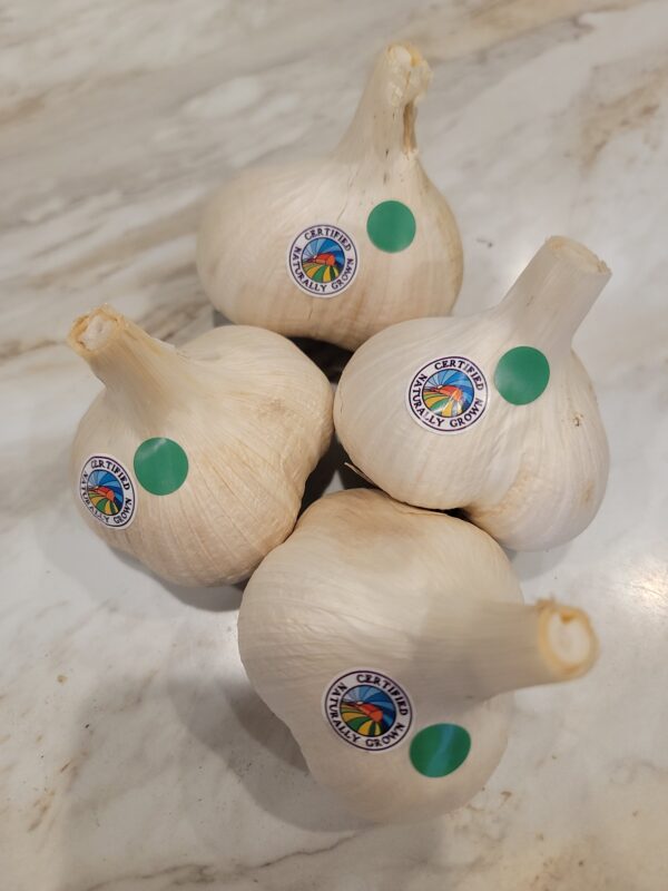 Elephant Garlic Medium CNG