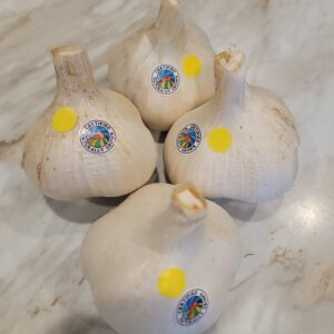 Elephant Garlic Large CNG