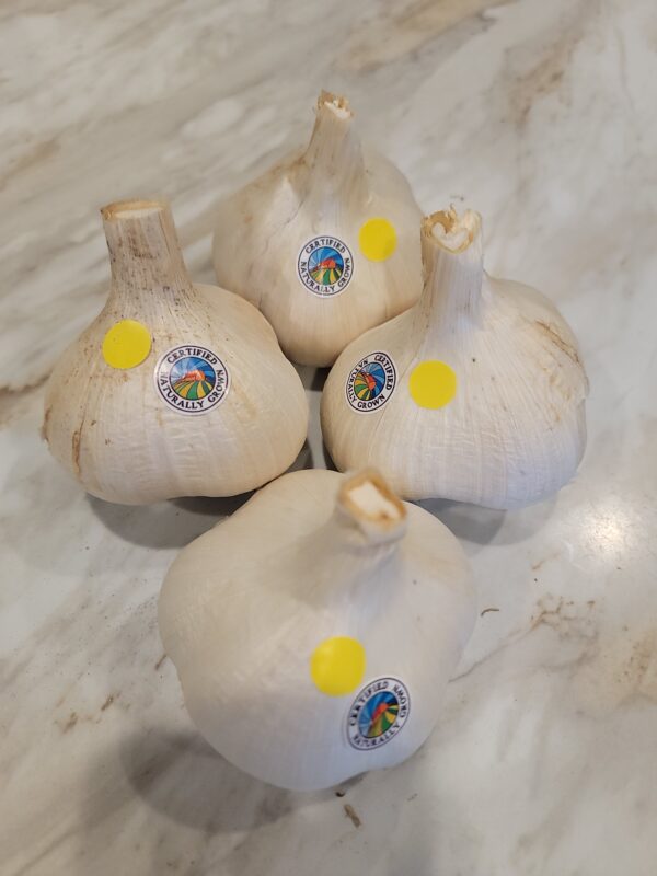 Elephant Garlic Large CNG