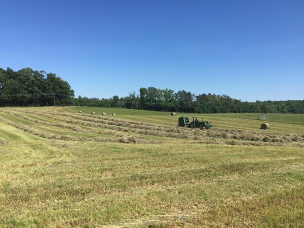 Hay for Sale