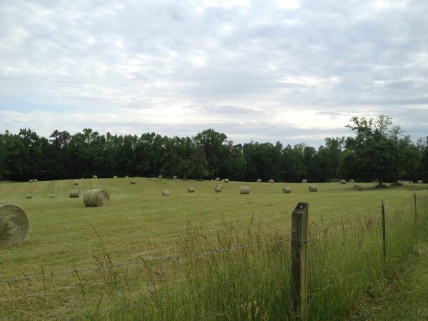 Hay for Sale