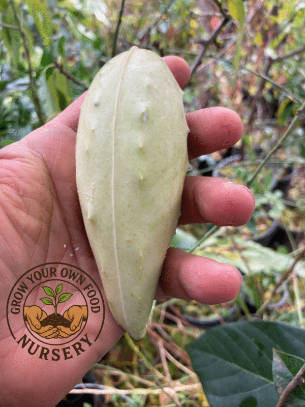 Super Rare Fruiting Cynanchum Talayote Live Starter Vine