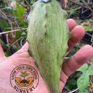 Super Rare Fruiting Cynanchum Talayote Live Starter Vine