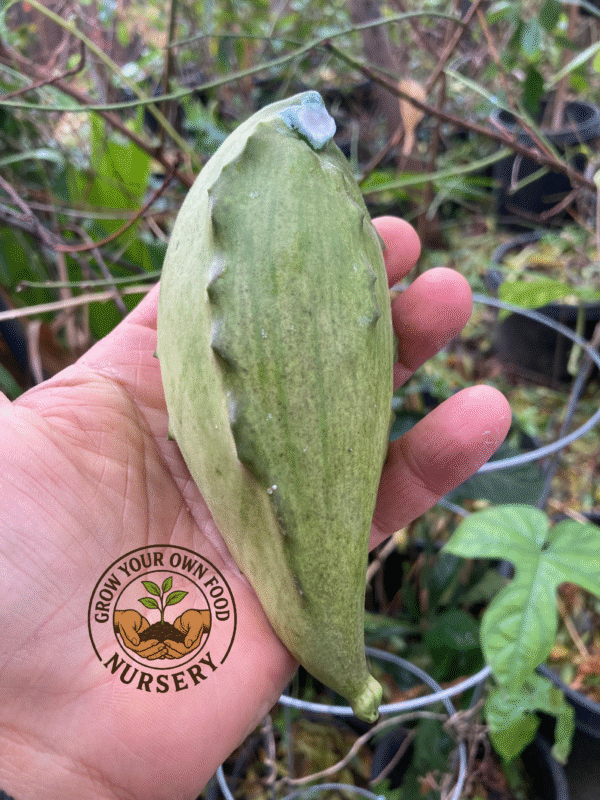 Super Rare Fruiting Cynanchum Talayote Live Starter Vine