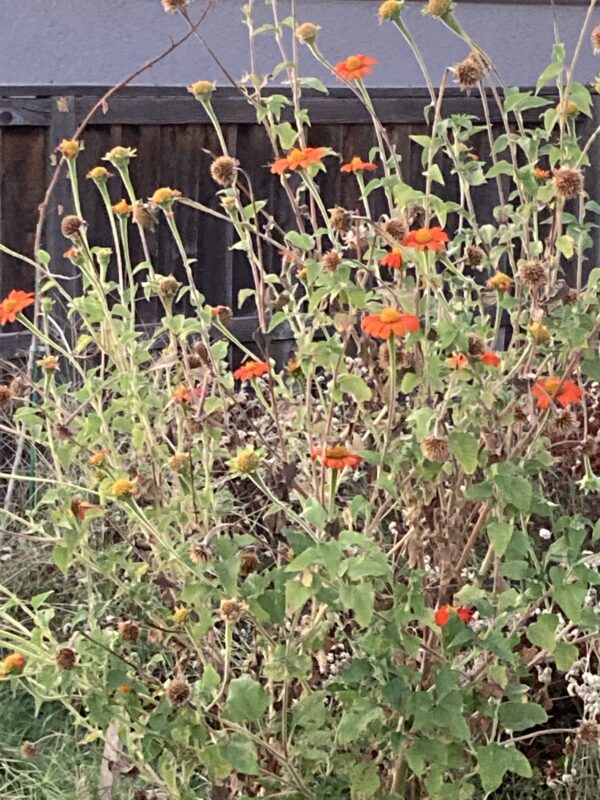 Mexican Sunflower (Tithonia rotundifolia) – Live Starter Plant Grown Organically