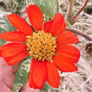 Mexican Sunflower (Tithonia rotundifolia) – Live Starter Plant Grown Organically