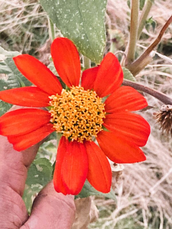 Mexican Sunflower (Tithonia rotundifolia) – Live Starter Plant Grown Organically
