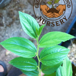 Ziziphus mauritiana, Indian Jujube Seedling Organically Grown Live Starter Plant