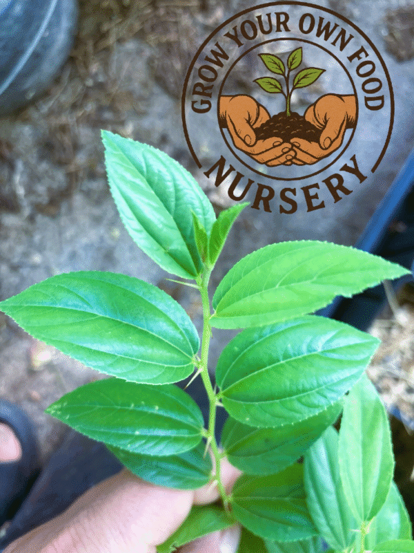 Ziziphus mauritiana, Indian Jujube Seedling Organically Grown Live Starter Plant