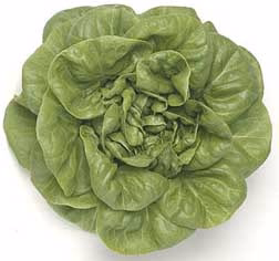 Lettuce