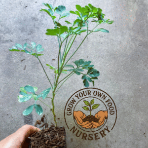 Rue, Ruta Graveolens, Ruda, Rue Herb, Herb of Grace Live Plant