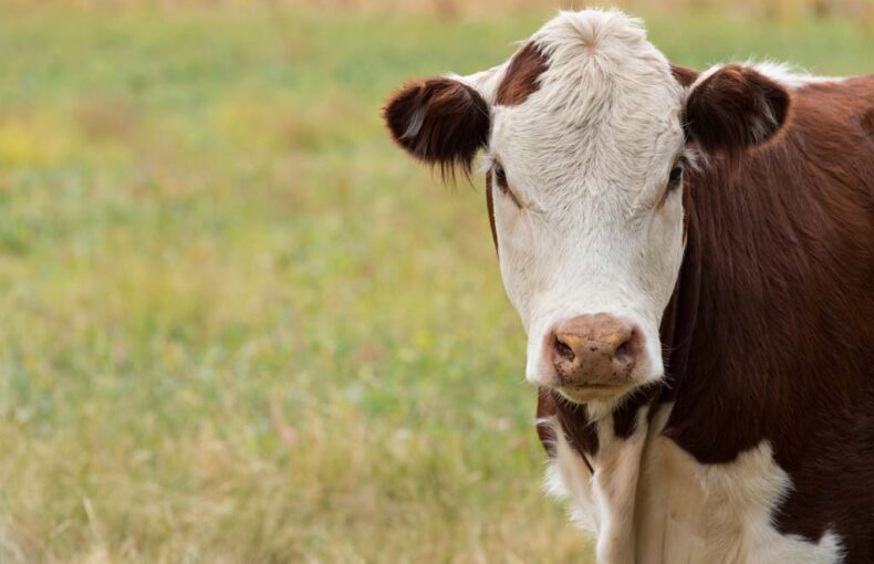 U.S. beef exports