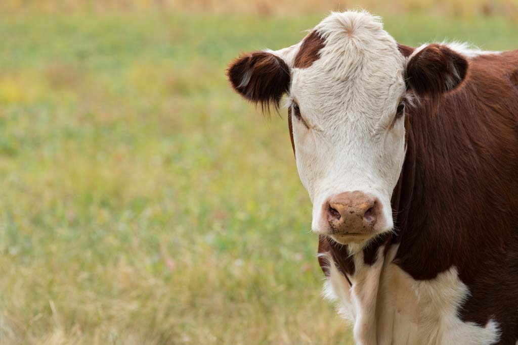 U.S. beef exports