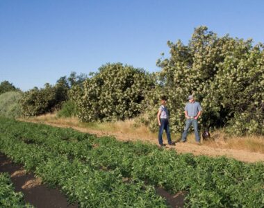 California farmland loss