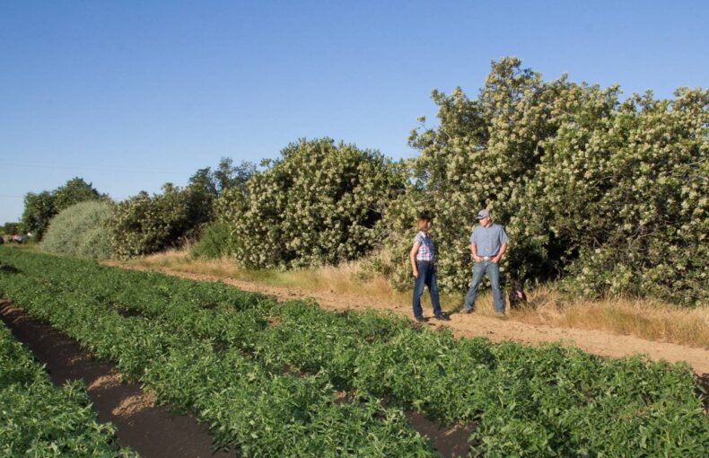 California farmland loss