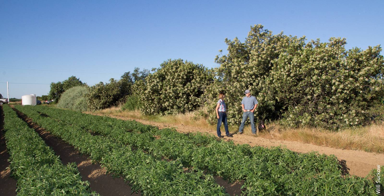 California farmland loss