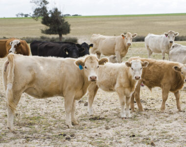 USDA suspends Mexican cattle imports