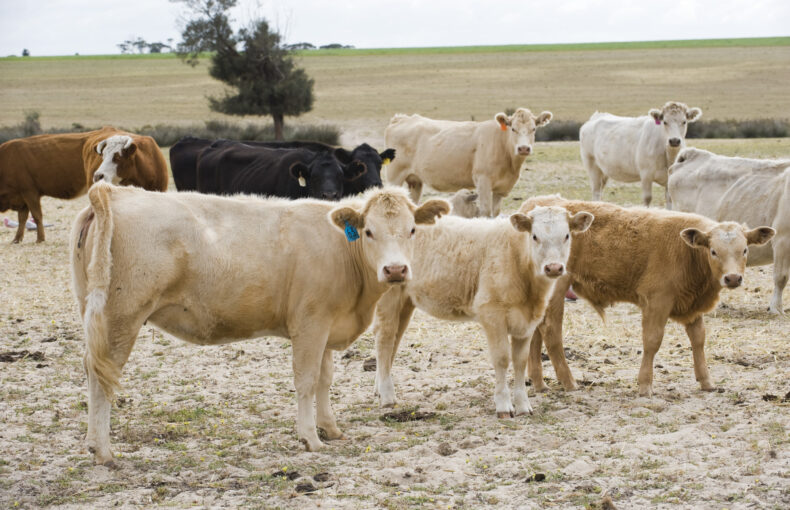 USDA suspends Mexican cattle imports