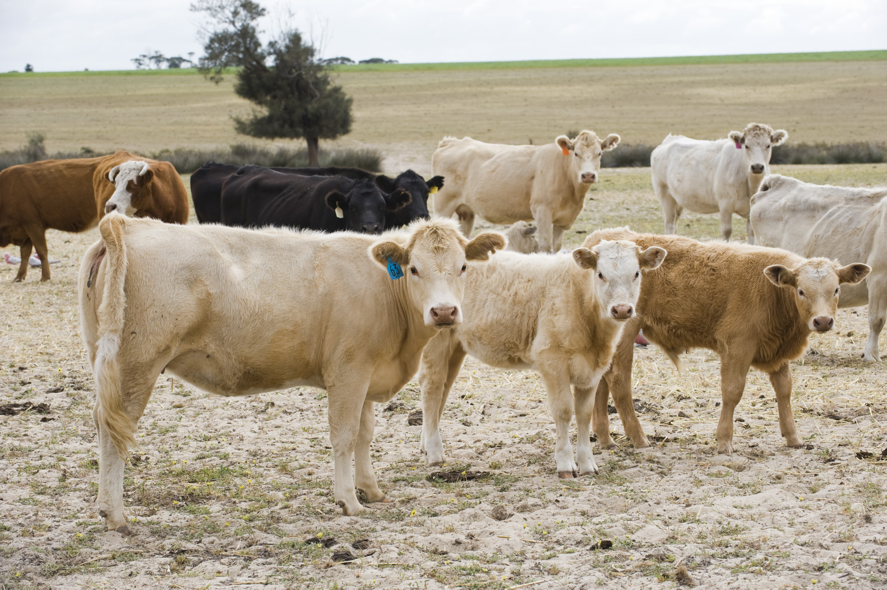 USDA suspends Mexican cattle imports