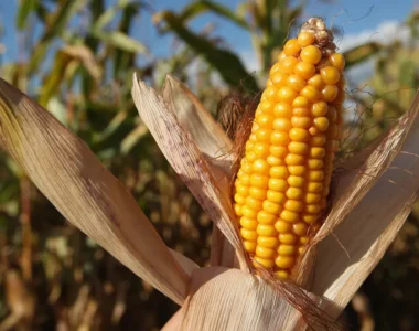 U.S. crops mid-July
