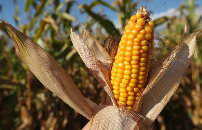 U.S. crops mid-July