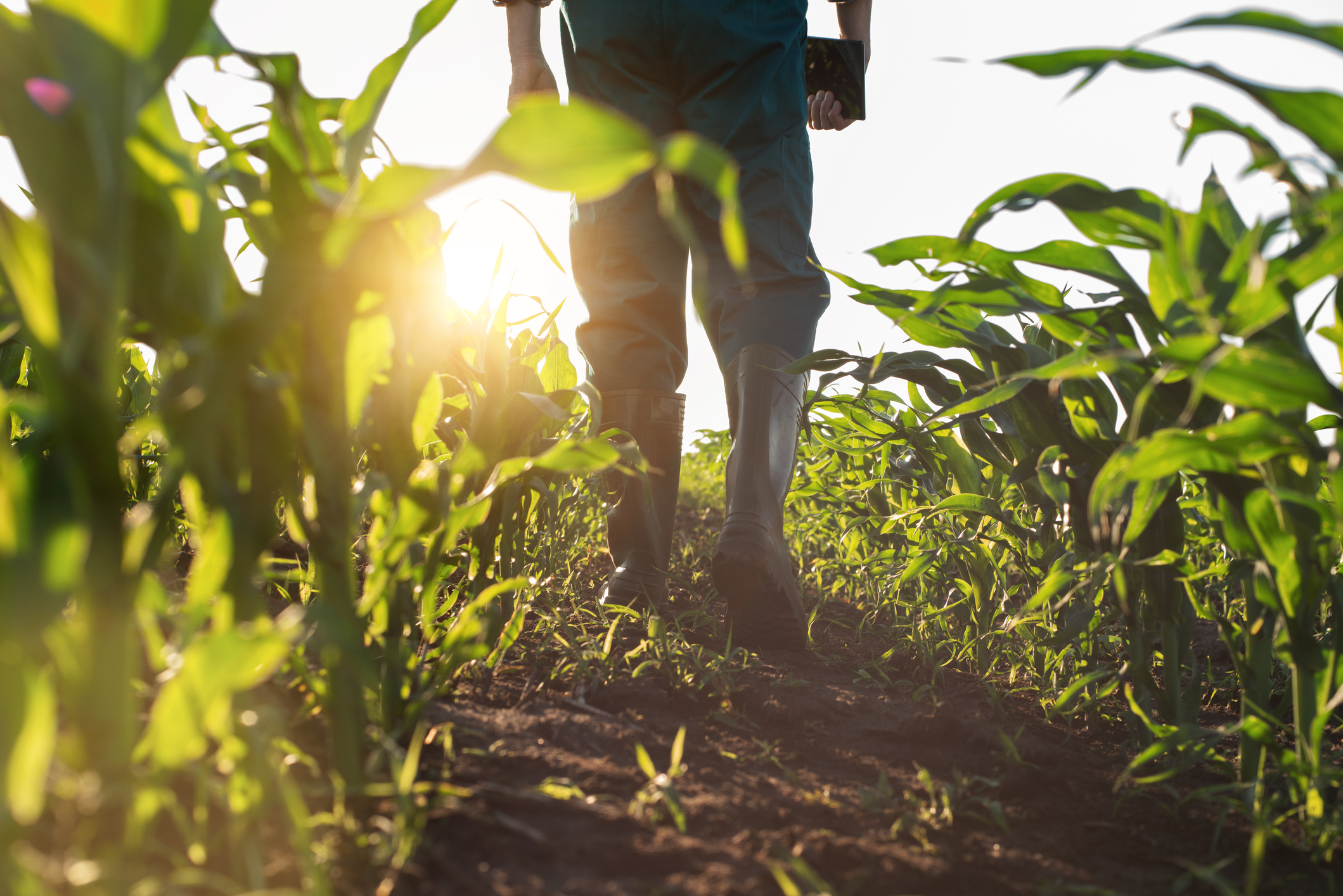 understanding where food comes from