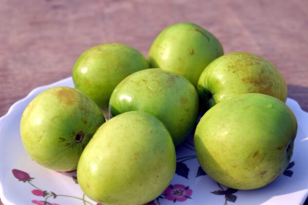 Ziziphus mauritiana, Indian Jujube Seedling Organically Grown Live Starter Plant