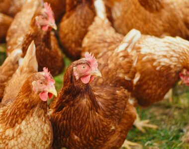 New Poultry Regulation