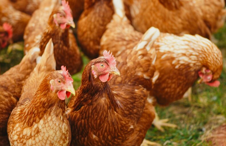 New Poultry Regulation