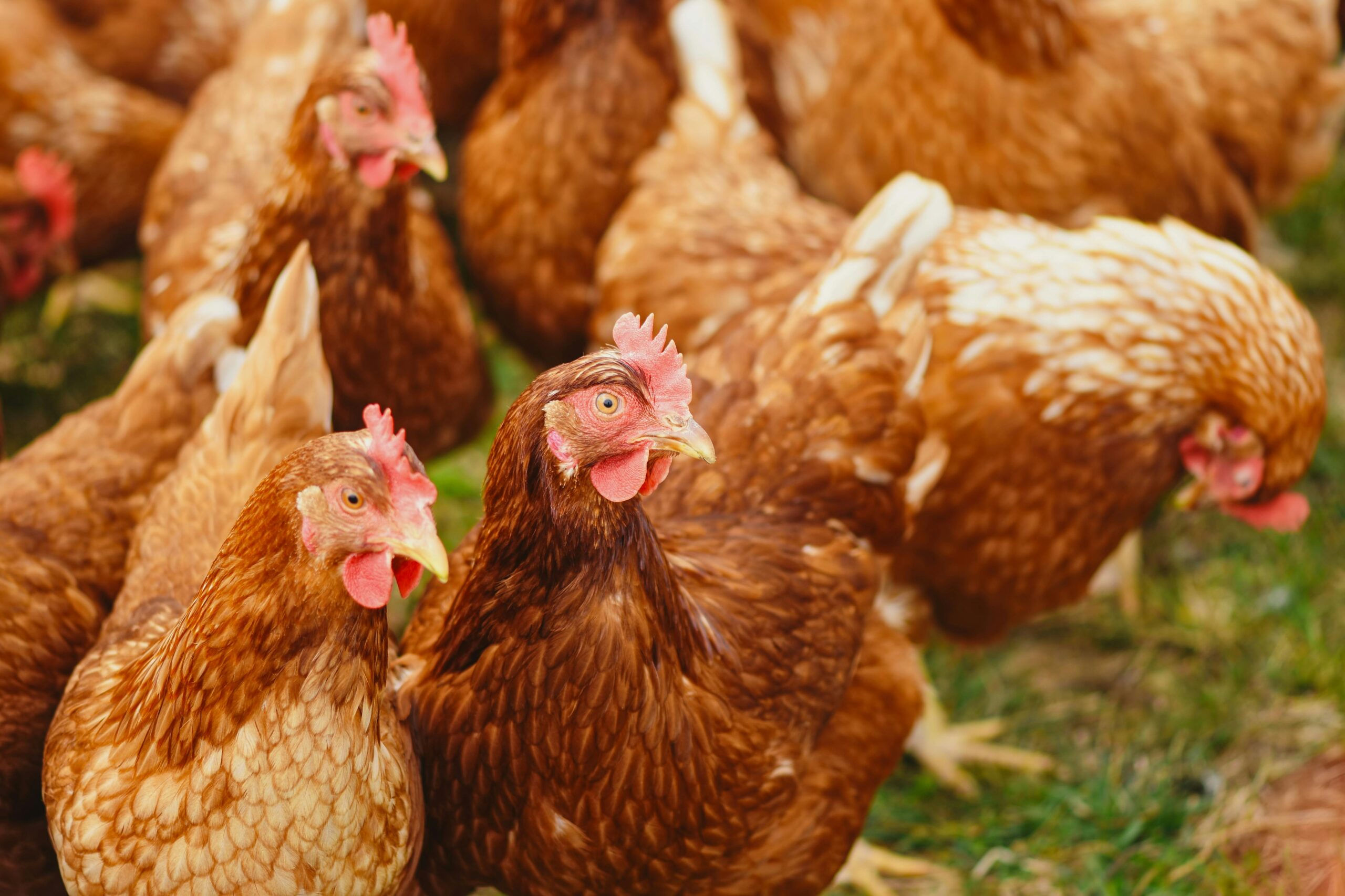 New Poultry Regulation