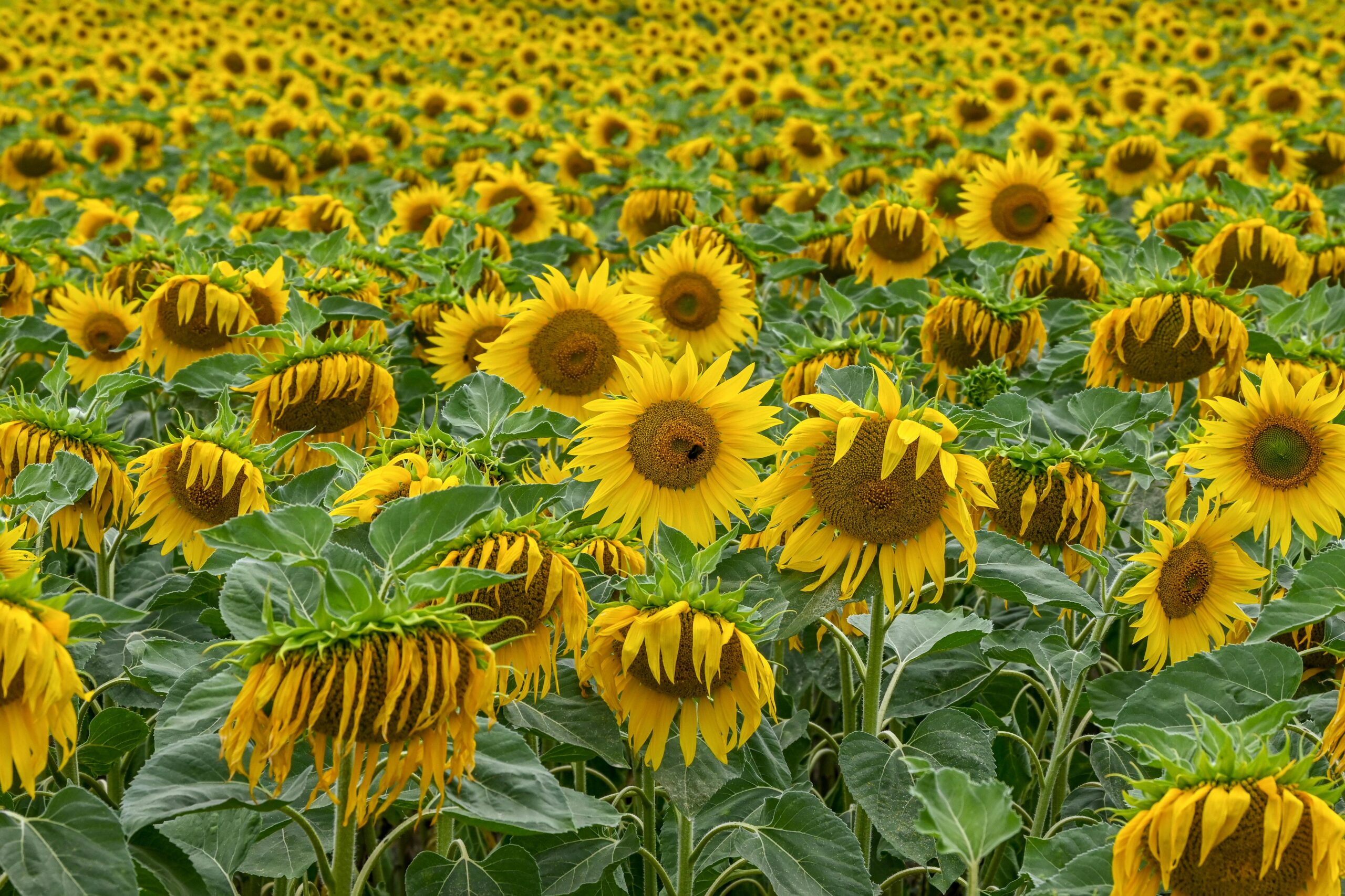 Summer on the farm