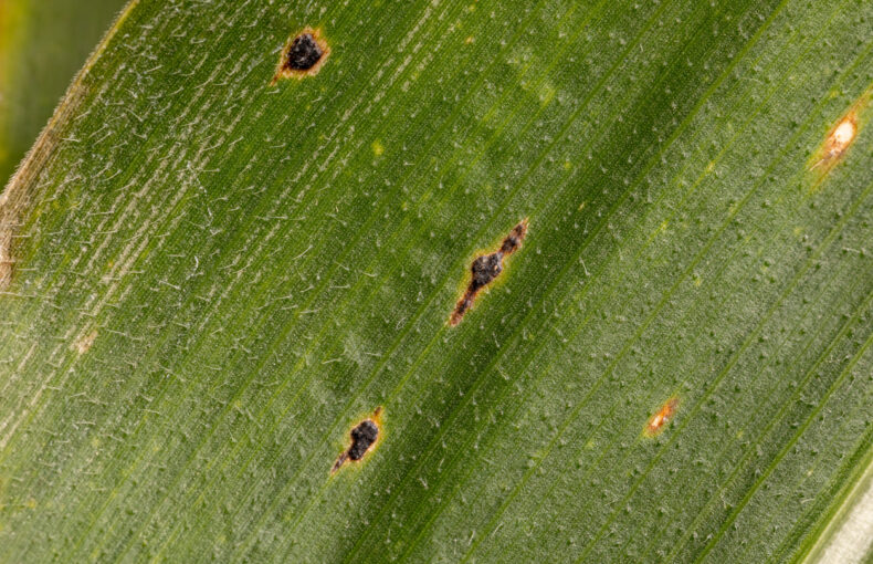 Tar spot in Iowa corn has now spread to 35 counties. Learn how to spot it, when to treat it, and what farmers can do to protect their yields.