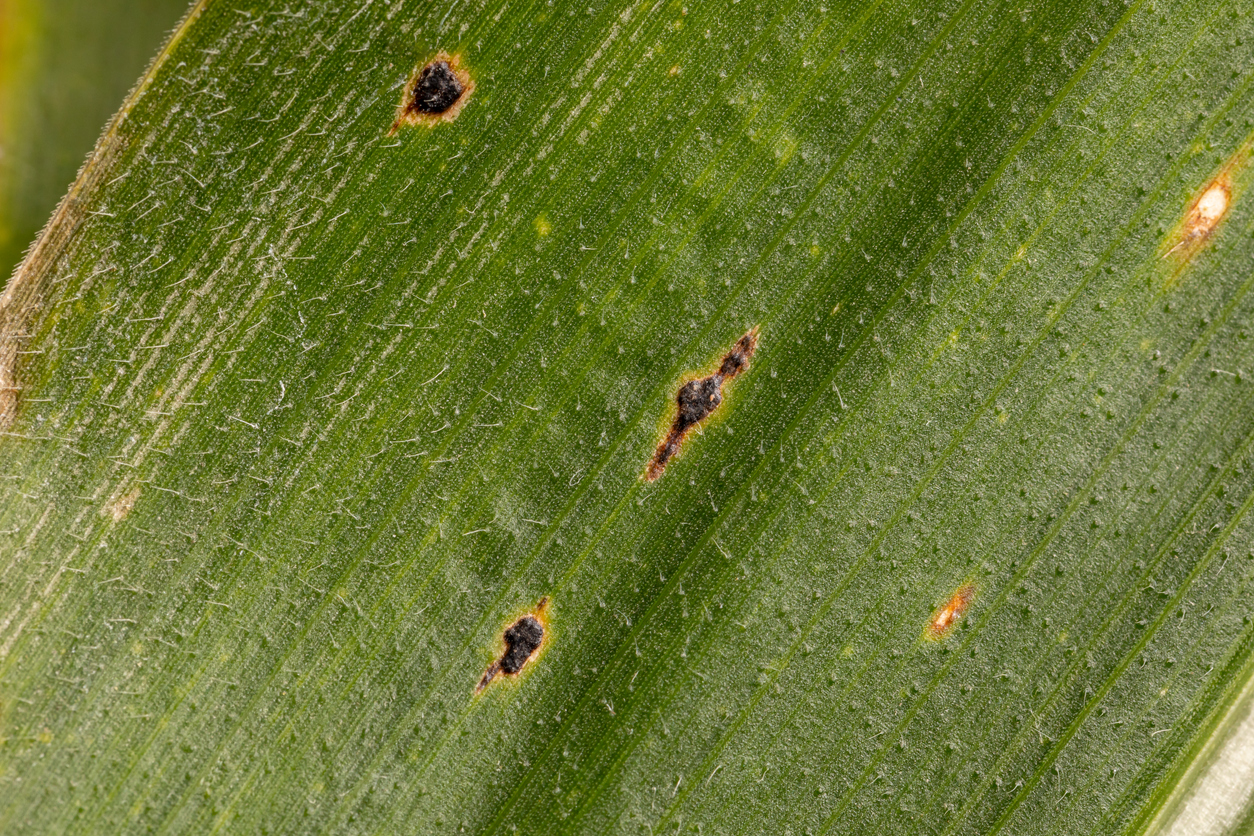 Tar spot in Iowa corn has now spread to 35 counties. Learn how to spot it, when to treat it, and what farmers can do to protect their yields.