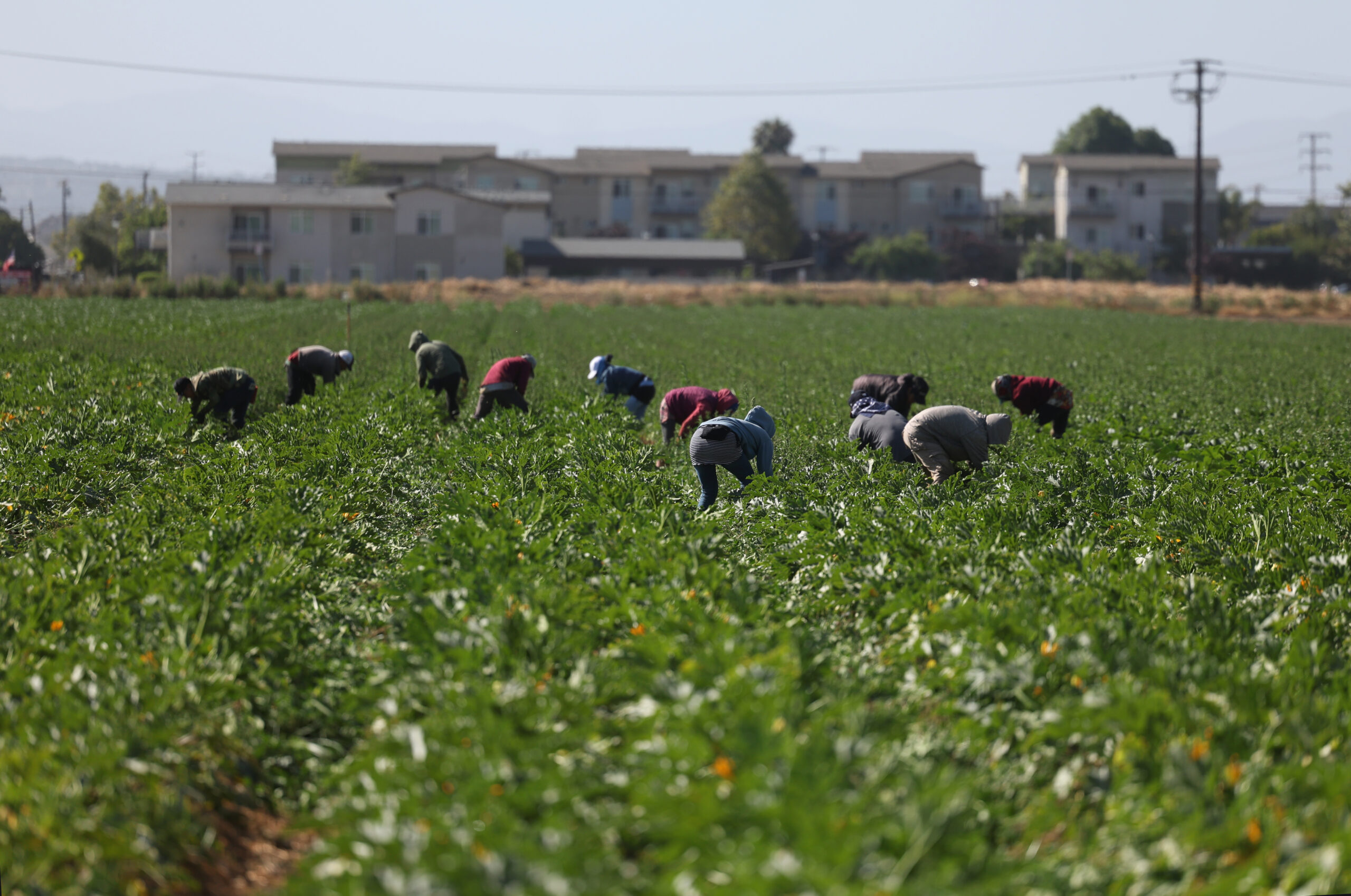 Trump immigrant farm worker relief